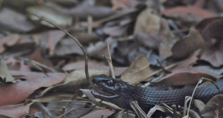 snake eating a lizard